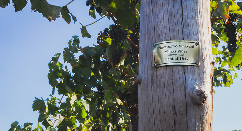 Schild Estate Moorooroo Shiraz Vines